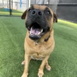 An image of Owl. Owl is a Boxer/Mixed Breed (Large).