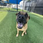 An image of Owl. Owl is a Boxer/Mixed Breed (Large).