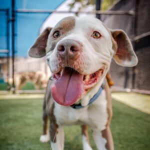 An image of Kale. Kale is a Terrier, Pit Bull/Mixed Breed (Medium).