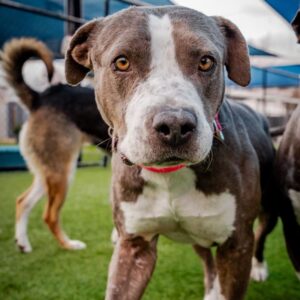 An image of Hope. Hope is a Terrier, American Pit Bull/Mixed Breed (Large).