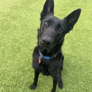 An image of Duke. Duke is a Mixed Breed (Large).