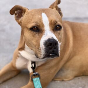 An image of Apple. Apple is a Terrier, American Pit Bull.