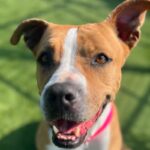 An image of Apple. Apple is a Terrier, American Pit Bull.
