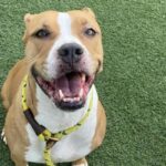 An image of Apple. Apple is a Terrier, American Pit Bull.