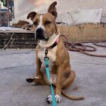 An image of Apple. Apple is a Terrier, American Pit Bull.
