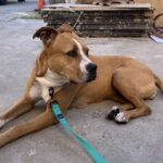 An image of Apple. Apple is a Terrier, American Pit Bull.
