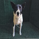 An image of Joan. Joan is a Shepherd, German.