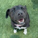 An image of Megan. Megan is a Mixed Breed (Medium).