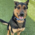 An image of Jerome. Jerome is a Shepherd, German.