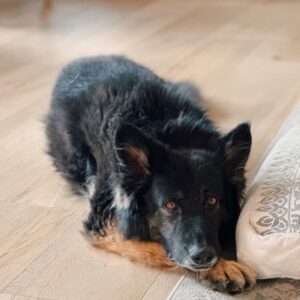 An image of Sweeney. Sweeney is a Shepherd, German.