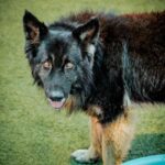 An image of Sweeney. Sweeney is a Shepherd, German.