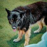 An image of Sweeney. Sweeney is a Shepherd, German.