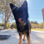 An image of Sweeney. Sweeney is a Shepherd, German.