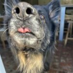 An image of Sweeney. Sweeney is a Shepherd, German.