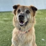 An image of Bellatrix. Bellatrix is a Shepherd, German.
