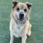 An image of Bellatrix. Bellatrix is a Shepherd, German.