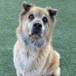 An image of Bellatrix. Bellatrix is a Shepherd, German.
