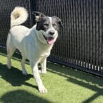 An image of Oscar. Oscar is a Mixed Breed (Medium).