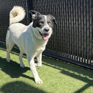 An image of Oscar. Oscar is a Mixed Breed (Medium).