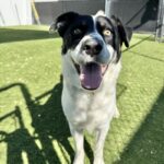 An image of Oscar. Oscar is a Mixed Breed (Medium).