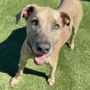 An image of Tee Jay. Tee Jay is a Mixed Breed (Large).