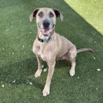 An image of Tee Jay. Tee Jay is a Mixed Breed (Large).