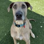An image of Tee Jay. Tee Jay is a Mixed Breed (Large).