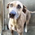 An image of Tee Jay. Tee Jay is a Mixed Breed (Large).