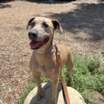 An image of Tee Jay. Tee Jay is a Mixed Breed (Large).