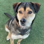 An image of Trixie. Trixie is a Shepherd, German.