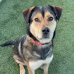 An image of Trixie. Trixie is a Shepherd, German.