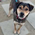 An image of Trixie. Trixie is a Shepherd, German.