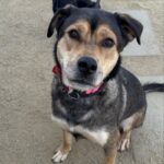 An image of Trixie. Trixie is a Shepherd, German.