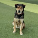 An image of Trixie. Trixie is a Shepherd, German.