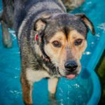An image of Trixie. Trixie is a Shepherd, German.