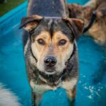 An image of Trixie. Trixie is a Shepherd, German.