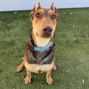 An image of Bruno Mars. Bruno Mars is a Mixed Breed (Large).