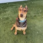 An image of Bruno Mars. Bruno Mars is a Mixed Breed (Large).