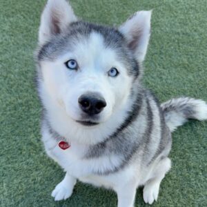 An image of Snow. Snow is a Husky, Siberian.