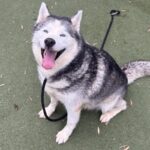 An image of Snow. Snow is a Husky, Siberian.