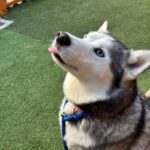 An image of Snow. Snow is a Husky, Siberian.
