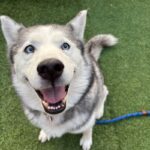 An image of Snow. Snow is a Husky, Siberian.