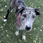An image of Grace. Grace is a Catahoula Leopard Dog.