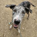 An image of Grace. Grace is a Catahoula Leopard Dog.