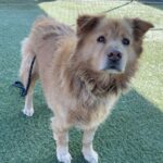An image of Toby. Toby is a Mixed Breed (Large).
