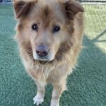 An image of Toby. Toby is a Mixed Breed (Large).