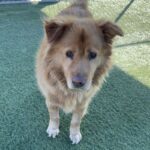 An image of Toby. Toby is a Mixed Breed (Large).