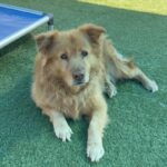 An image of Toby. Toby is a Mixed Breed (Large).
