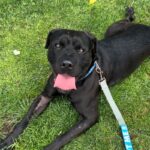 An image of Gino. Gino is a Terrier, Pit Bull.