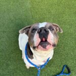 An image of Gabe. Gabe is a Terrier, Pit Bull.